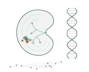 Scientific graphic inside a kidney shape